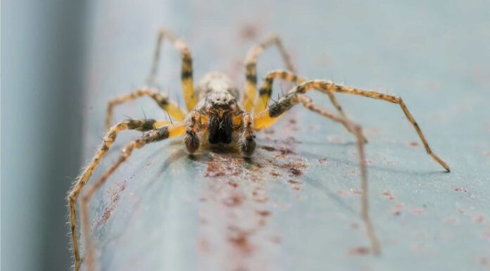 Common Red House Spider