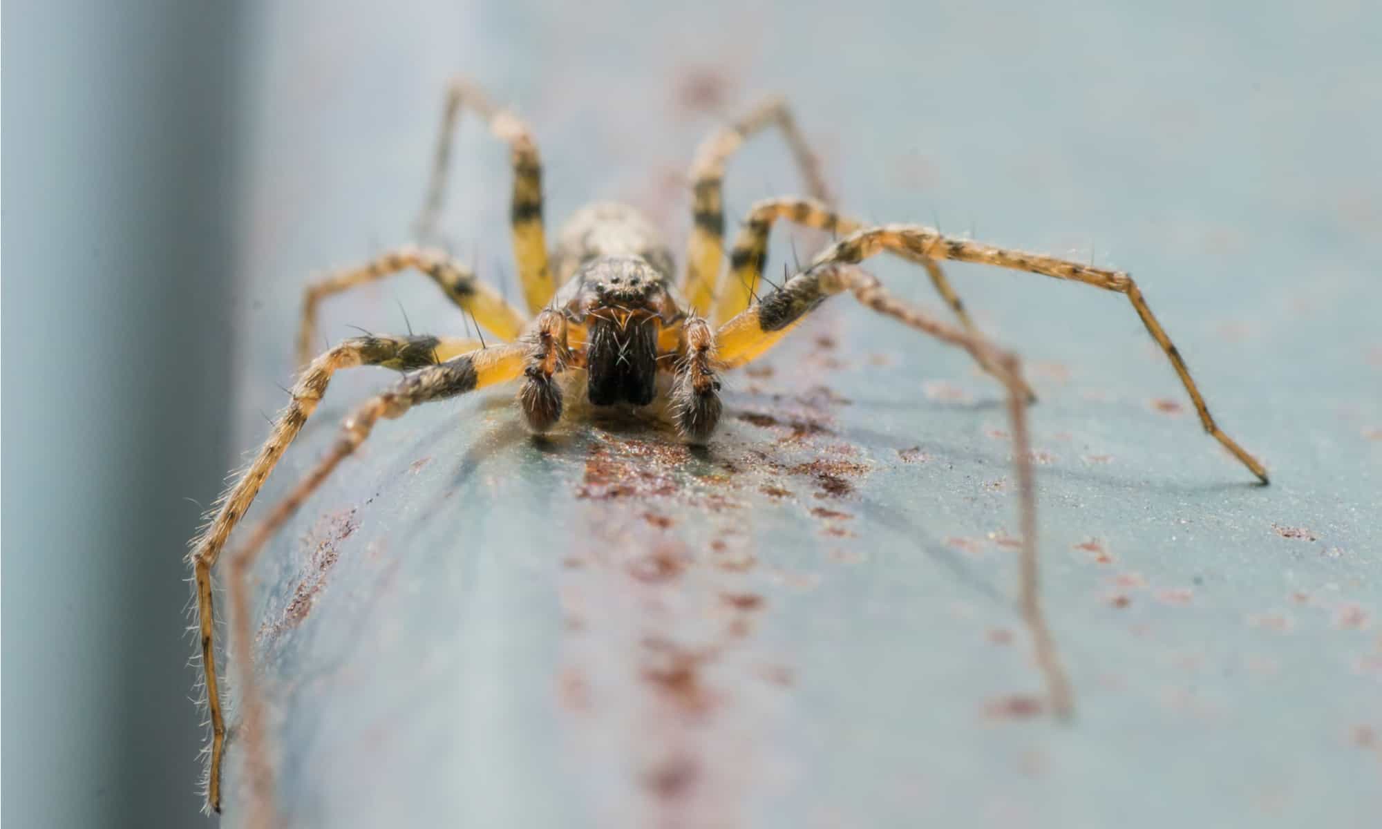 Common Red House Spider