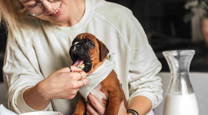 A Dog's Breakfast: significato e origine rivelati
