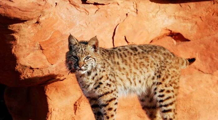 Bobcats in Arizona: quanti ce ne sono e dove vagano?
