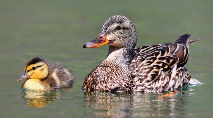 Bully Pelican divora spietatamente un'anatra in un parco cittadino

