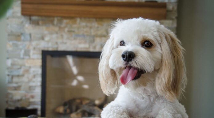  Che tipo di cane è Skye di PAW Patrol?  Informazioni sulla razza, immagini e fatti
