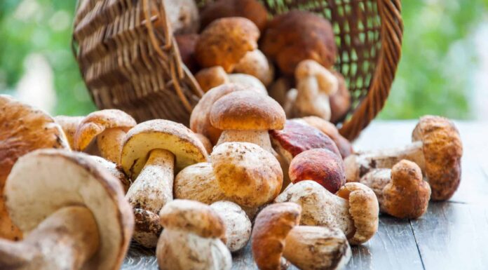 Come coltivare i funghi porcini
