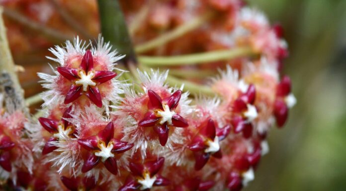Come propagare le piante di Hoya
