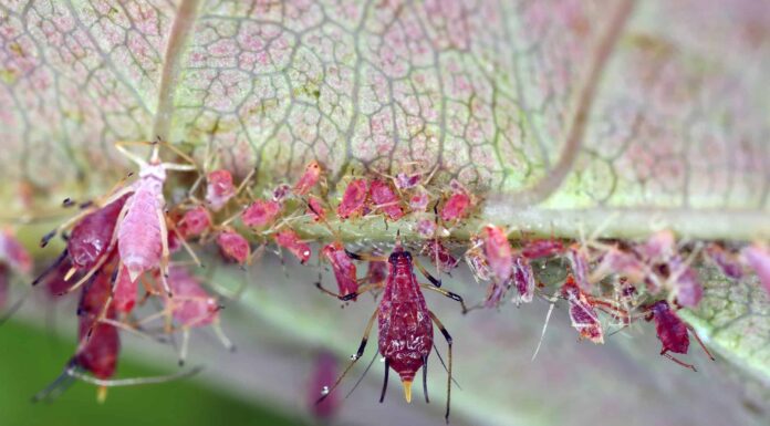 Come sbarazzarsi degli afidi sulle rose
