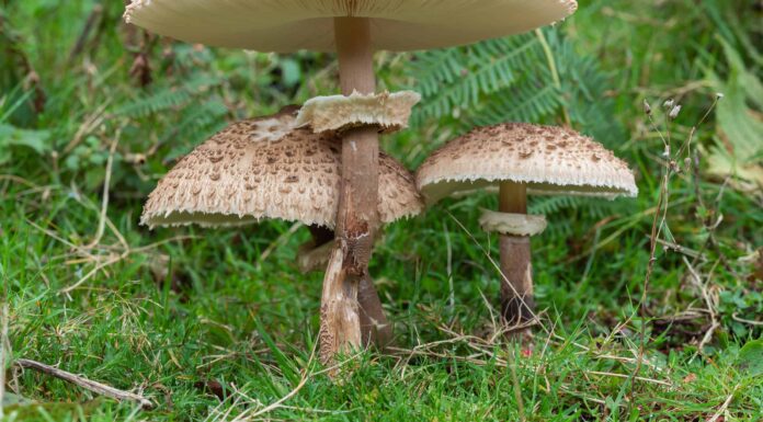 Come uccidere i funghi
