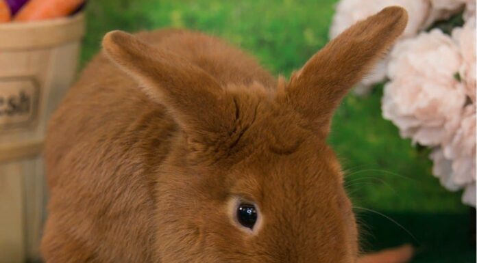  Cosa c'entra il coniglietto pasquale con Gesù?  Origine, simbolismo e altro!
