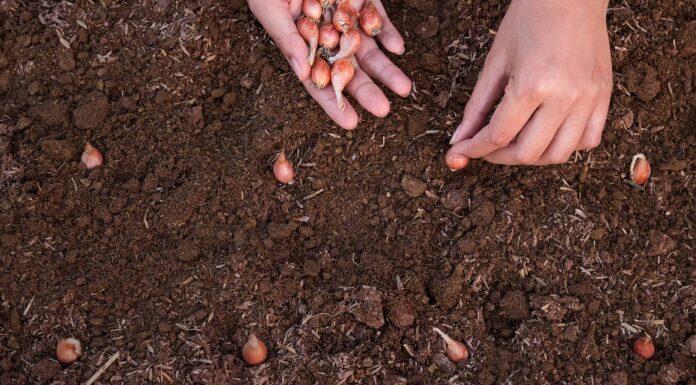 Cosa devono sapere i giardinieri del Maine questa primavera
