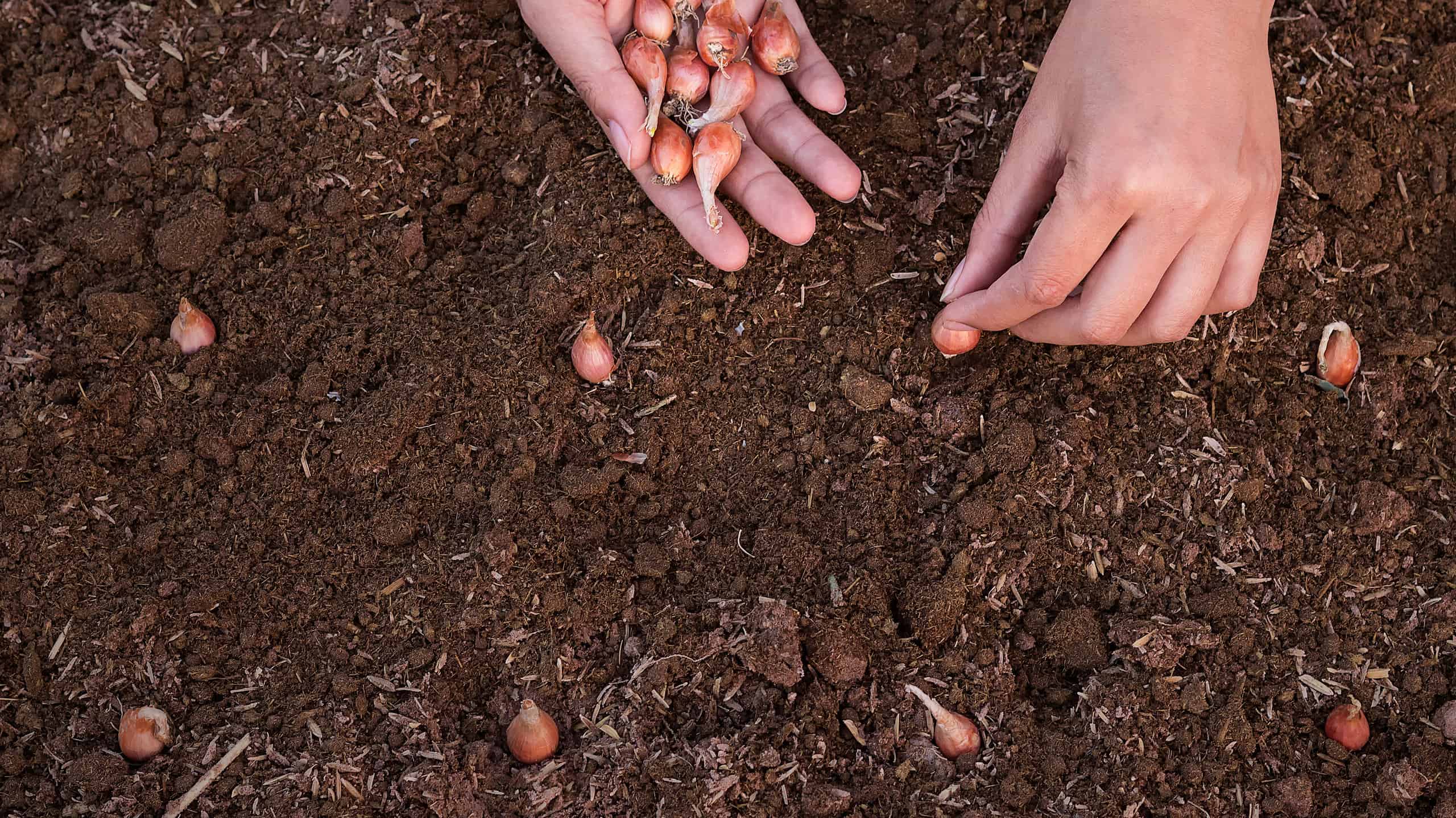 Cosa devono sapere i giardinieri del Maine questa primavera