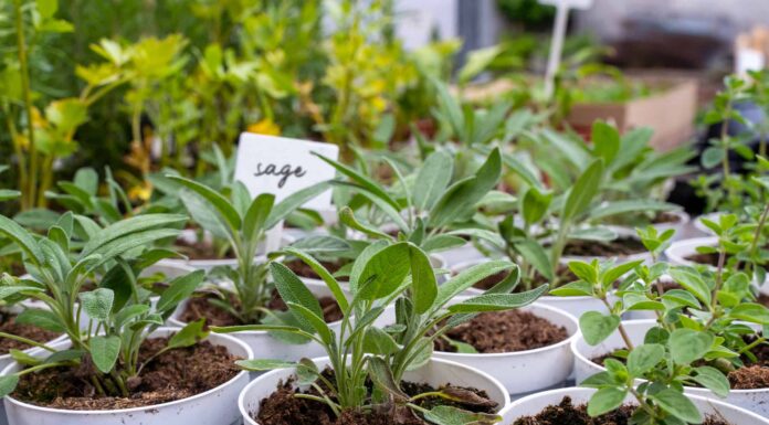 Cosa devono sapere i giardinieri delle Hawaii questa primavera
