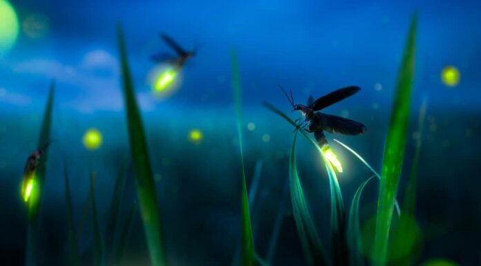 Dove vanno i fulmini in inverno?
