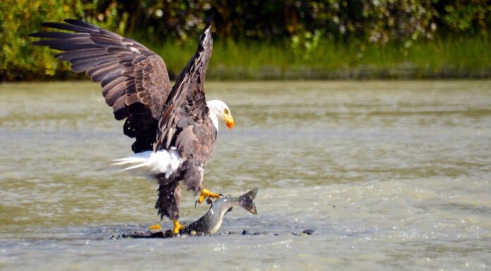 AnimalsThat Mate for Life: Bald Eagle