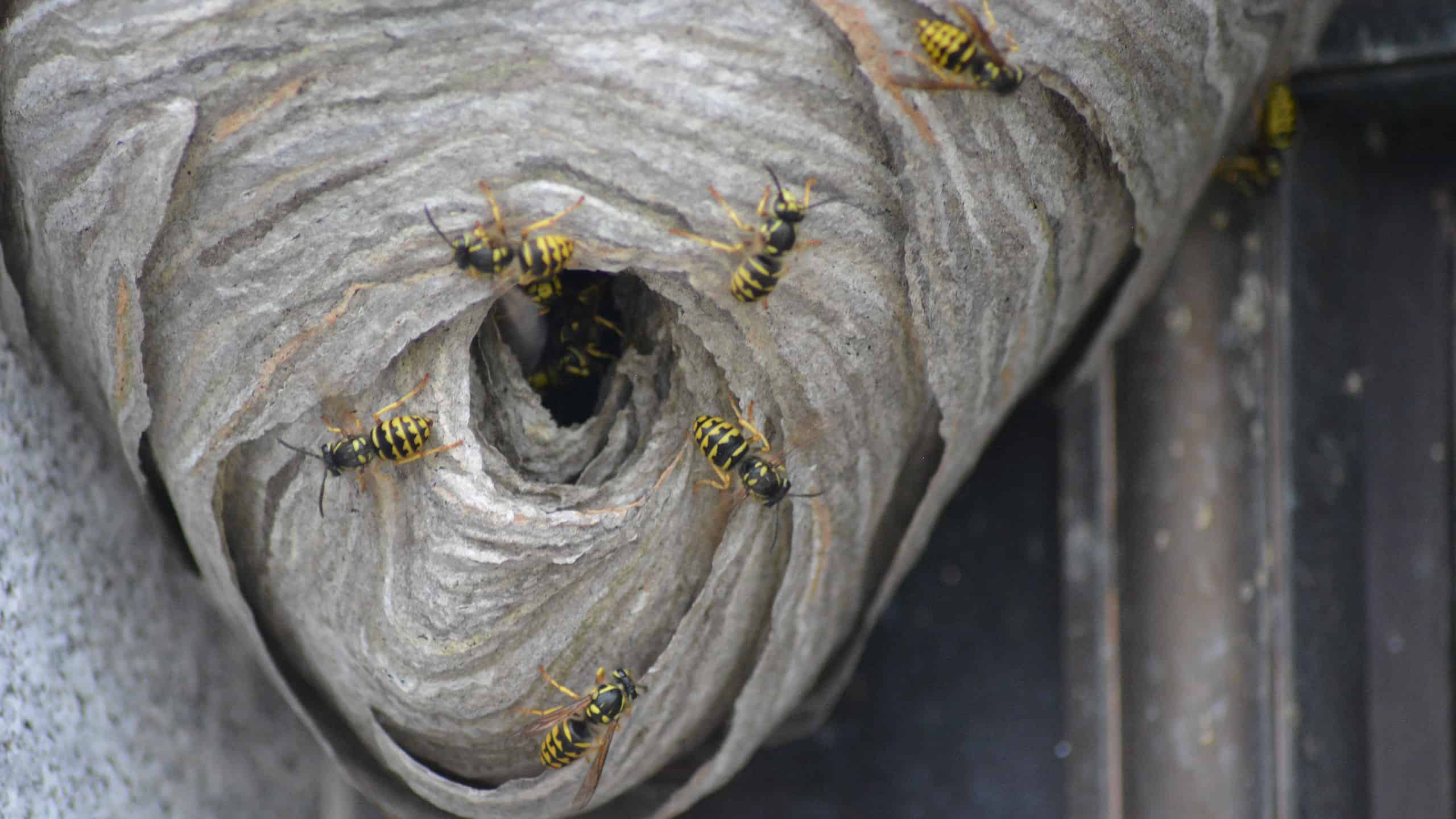 Guarda come milioni di vespe hanno invaso un'auto e hanno costruito il nido più grande che tu abbia mai visto