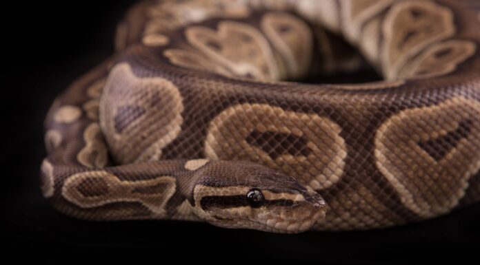 Guarda lo shock quando i conducenti scoprono che un enorme pitone è scivolato nel loro motore
