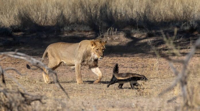 Guarda questo audace tasso del miele rifiutarsi di fare marcia indietro e inchinarsi al re della giungla

