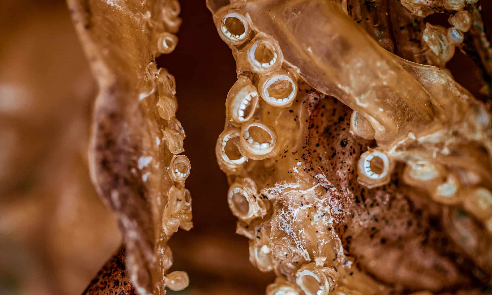 Guarda questo calamaro gigante che abbatte questo sub indifeso in un attacco in acque profonde