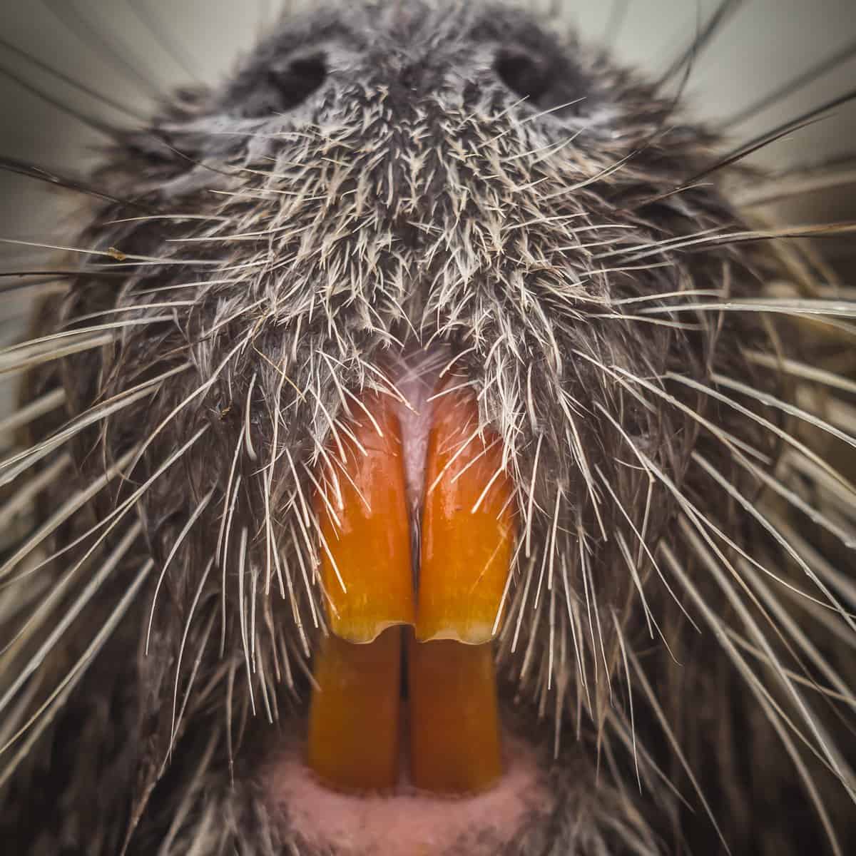 Guarda questo castoro arrabbiato che si scaglia e mastica un uomo