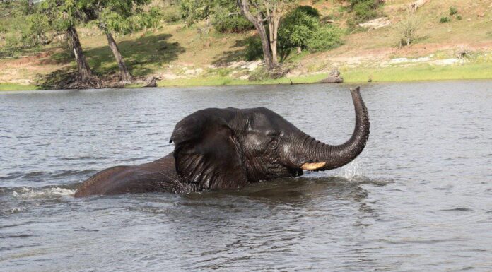 Guarda questo enorme elefante che si allontana da un coccodrillo mordace come se fosse una fastidiosa mosca
