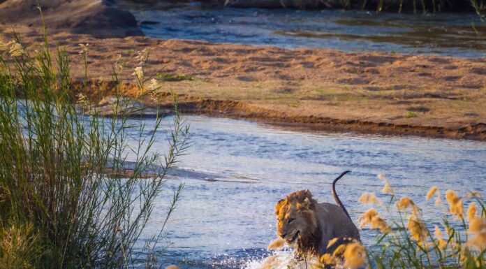 Guarda questo enorme leone flettere i suoi riflessi fulminei e schivare un coccodrillo azzannatore
