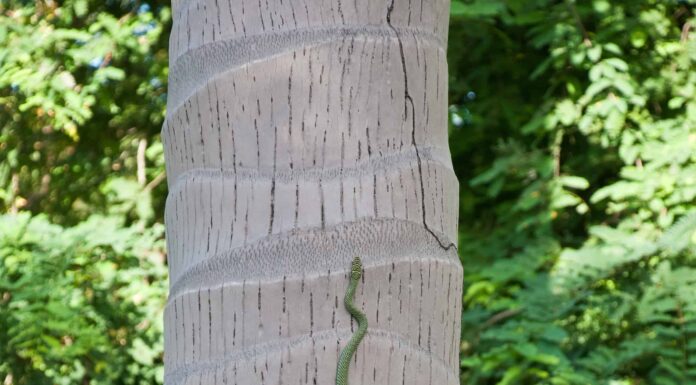 Guarda questo enorme serpente sfidare la gravità e arrampicarsi su un muro

