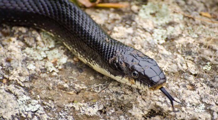 Guarda un enorme serpente trasformarsi in "Jason Bourne" e scalare un grattacielo
