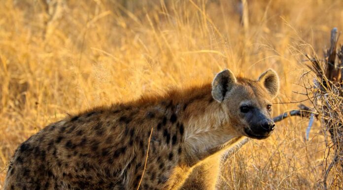 Guarda un implacabile inseguimento di una iena e molesta uno gnu due volte più grande
