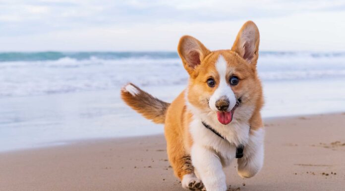 I Corgi hanno la coda?
