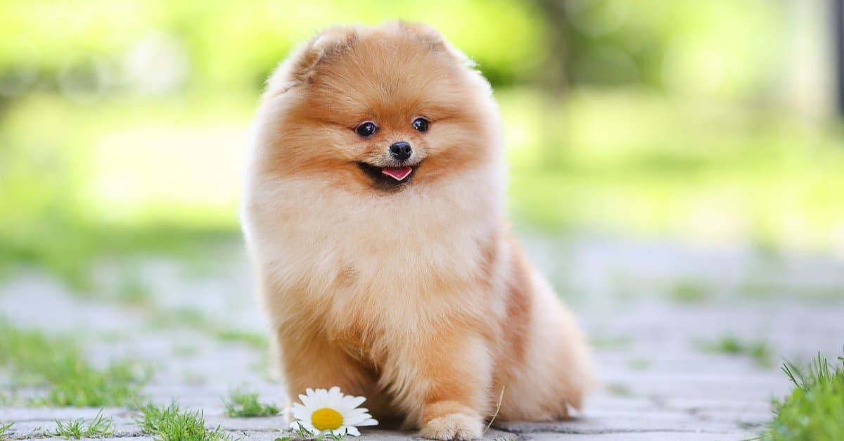 I Pomerania sono ipoallergenici?