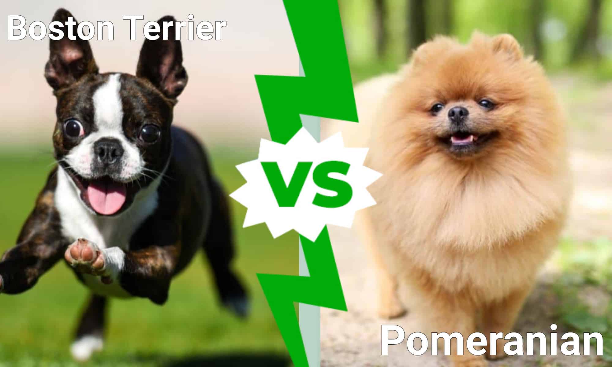 I cani più carini del mondo: Boston Terrier vs.  Pomerania