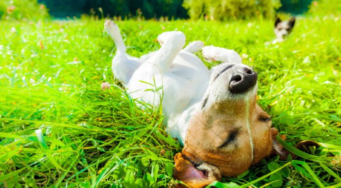 I cani possono arrampicarsi sugli alberi?
