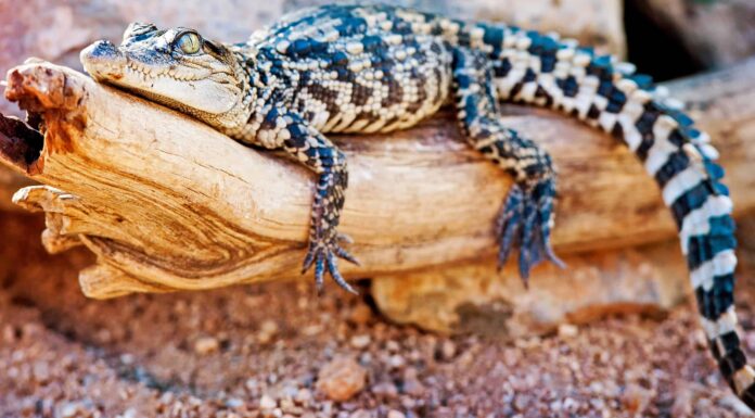 I coccodrilli possono arrampicarsi sugli alberi?
