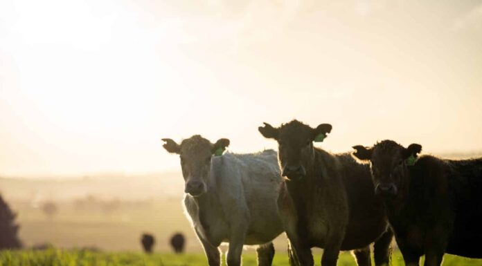  I maschi hanno le mammelle?  7 fatti interessanti sulle mucche
