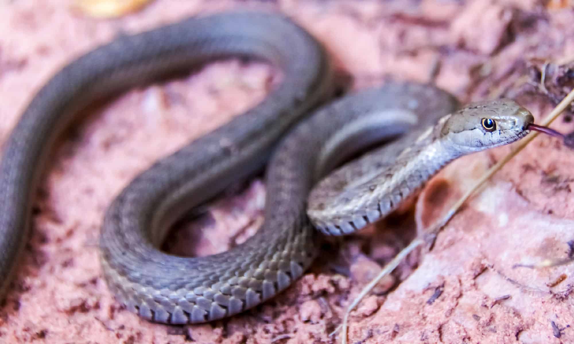Idaho Garden Snakes: identificare i serpenti più comuni nel tuo giardino