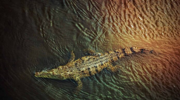 Il coccodrillo più grande pesava più di un bisonte adulto: 3 motivi per cui è diventato un coccodrillo mostruoso
