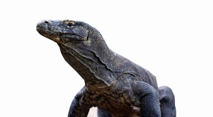 Il drago di Komodo più grande di sempre era lungo quanto un camion U-Haul: 3 motivi per cui è diventato un tale mostro!
