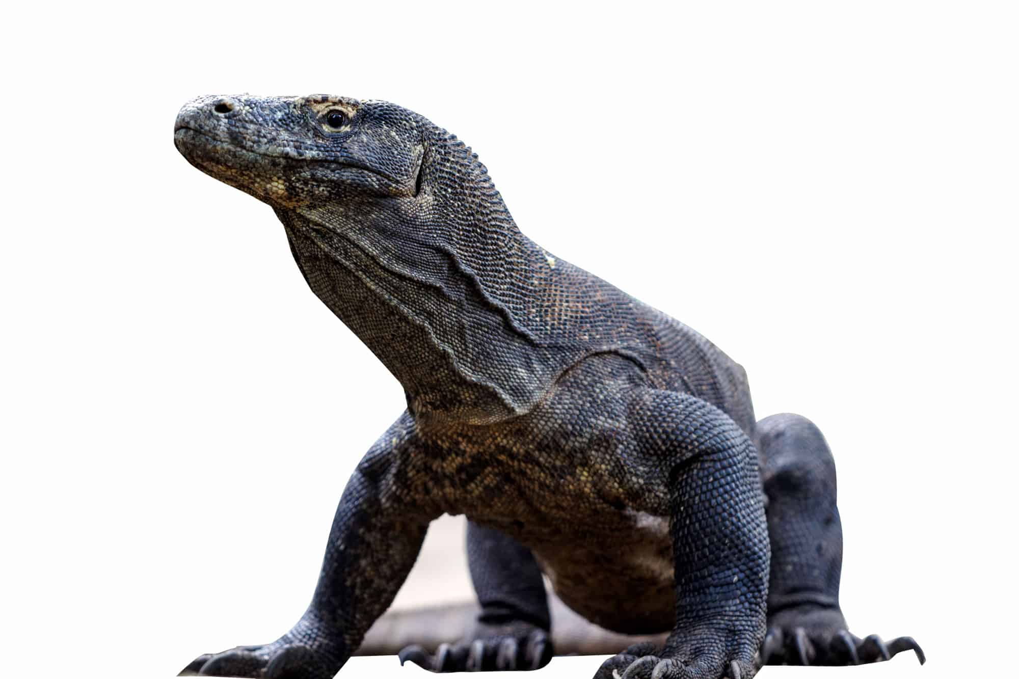 Il drago di Komodo più grande di sempre era lungo quanto un camion U-Haul: 3 motivi per cui è diventato un tale mostro!