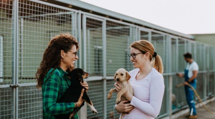 National Rescue Dog Day 2023: 20 maggio e 6 modi divertenti per festeggiare
