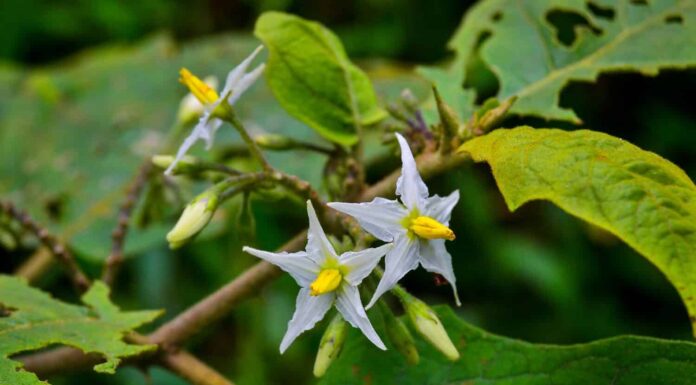 close up poison hemlock flowers