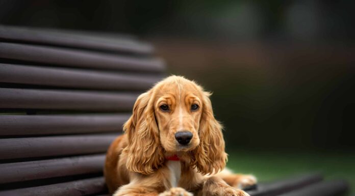  Per cosa sono stati allevati i Cocker Spaniel?  Ruolo originale, lavori, storia e altro
