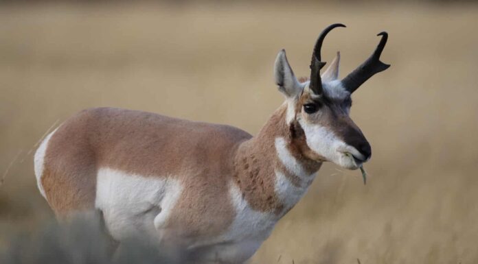 Popolazione di antilocapre: quanti ne sono rimasti nel mondo?
