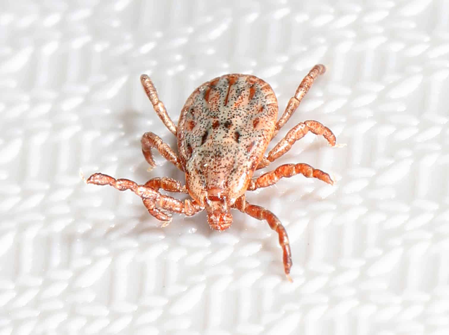 Popolazione di zecche: quante ce ne sono nel mondo?