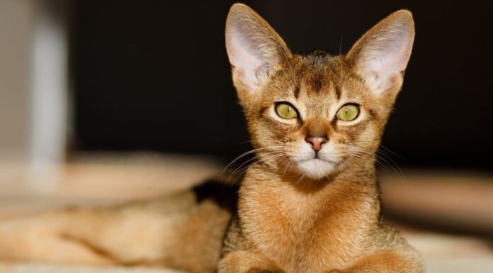 Prezzi del gatto abissino nel 2023: costo di acquisto, fatture veterinarie e altri costi
