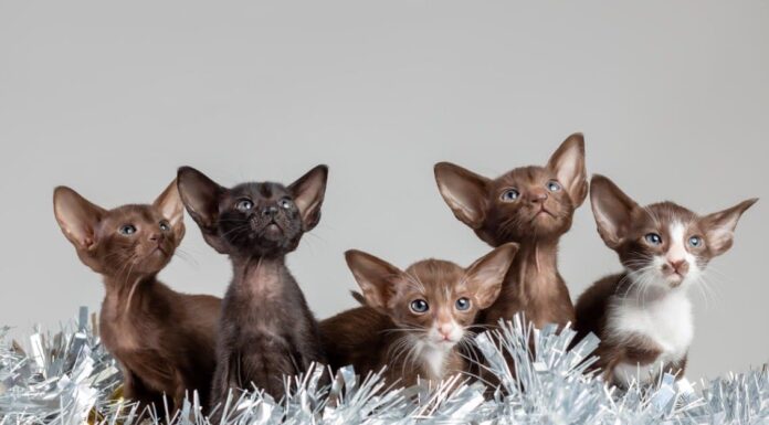 Prezzi del gatto orientale nel 2023: costo di acquisto, fatture veterinarie e altri costi
