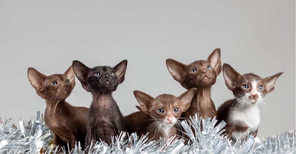 Prezzi del gatto orientale nel 2023: costo di acquisto, fatture veterinarie e altri costi