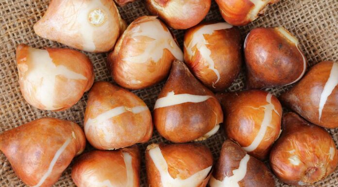 Quando piantare bulbi di tulipano: risposte alle tue domande
