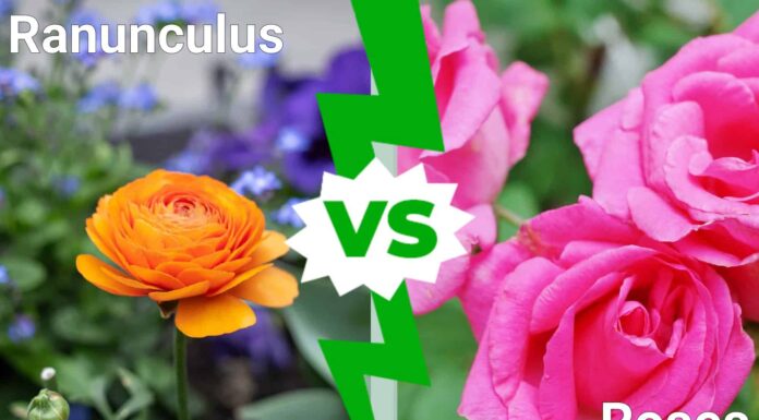Ranuncolo contro rose: 5 differenze chiave da conoscere
