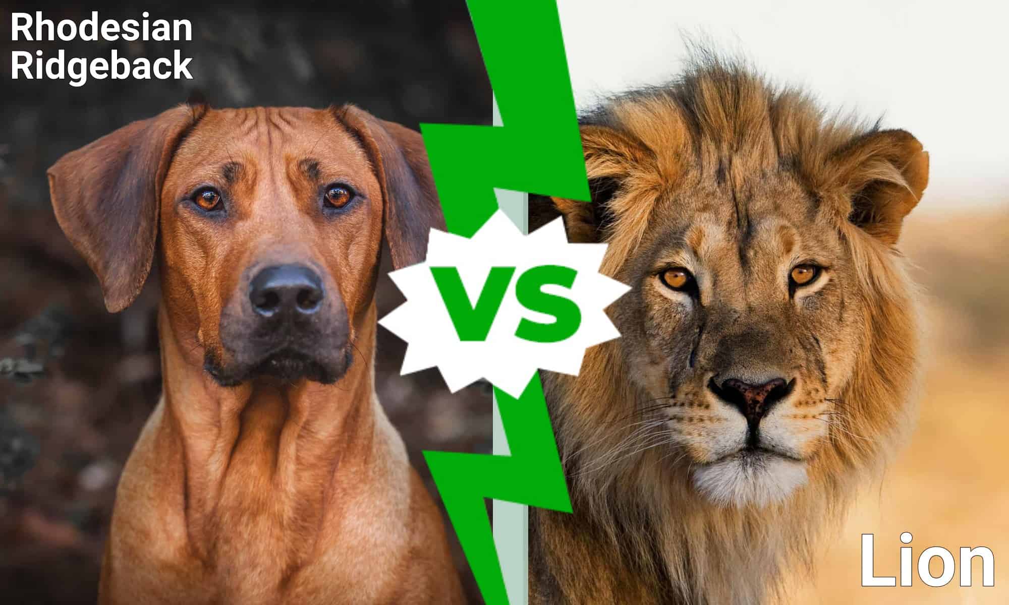 Rhodesian Ridgeback contro Lion: chi vincerebbe un combattimento?
