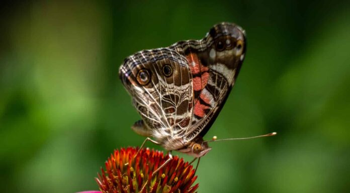 red admiral butterfly on flowers