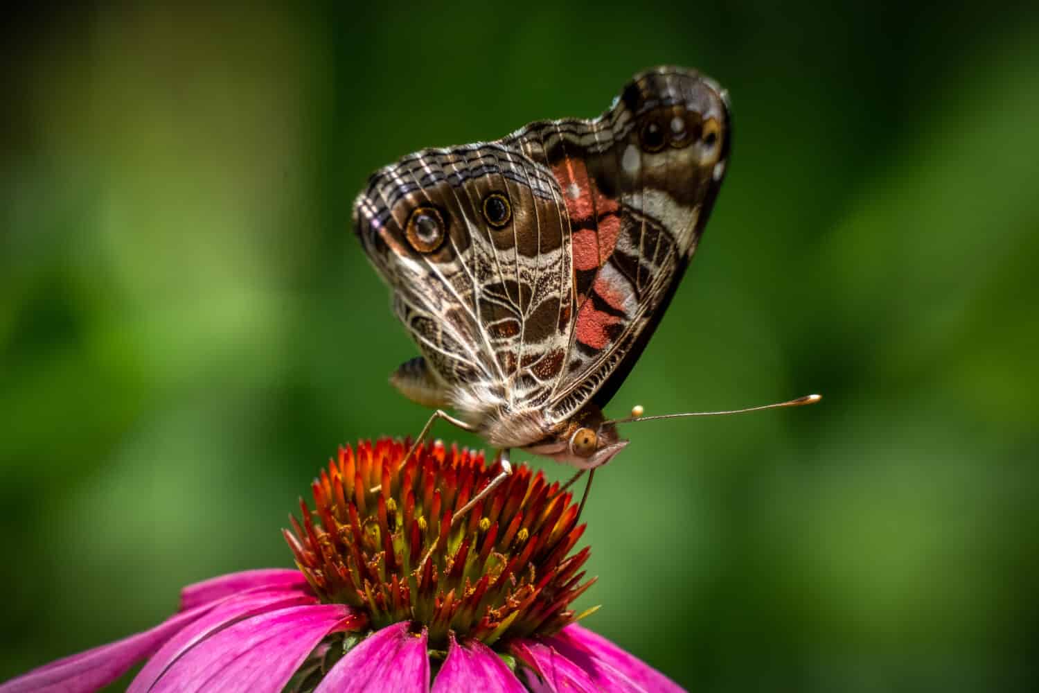 red admiral butterfly on flowers
