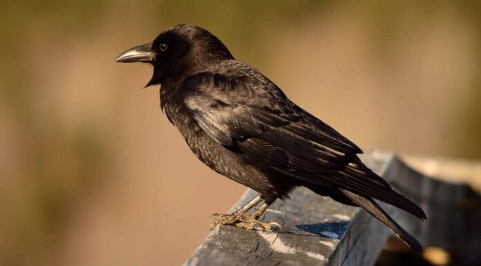 Scopri i 4 uccelli più intelligenti che volano negli Stati Uniti
